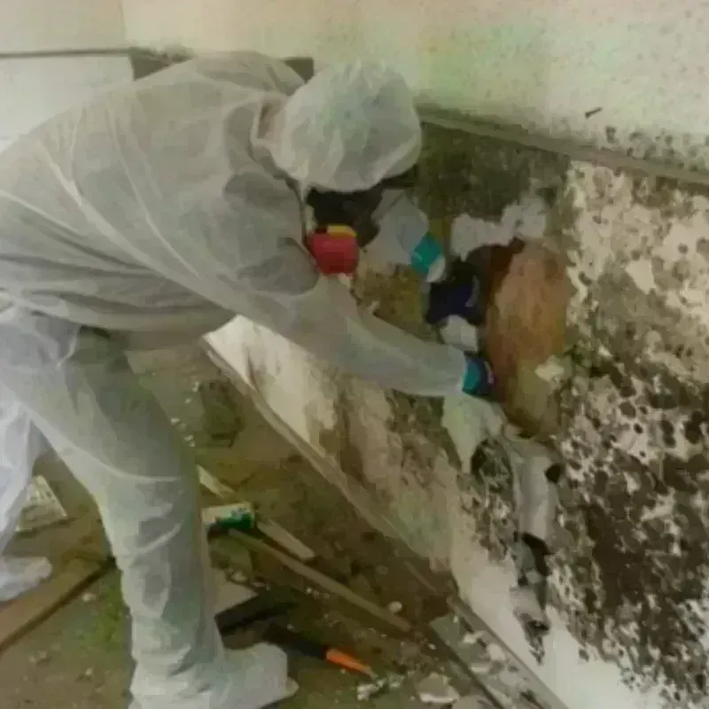 Mold Remediation and Removal in Baytown, TX